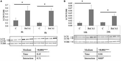 The Autophagic Flux Inhibitor Bafilomycine A1 Affects the Expression of Intermediary Metabolism-Related Genes in Trout Hepatocytes